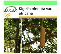 SAFLAX - Albero delle salsicce - 10 semi - Kigelia pinnata var. africana