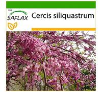 SAFLAX - Albero di Giuda - 60 semi - Con substrato - Cercis siliquastrum