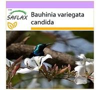 SAFLAX - Albero di orchidea bianca - 5 semi - Bauhinia variegata candida