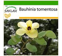 SAFLAX - Albero di orchidea gialla - 30 semi - Con substrato - Bauhinia tomentosa