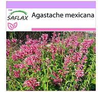 SAFLAX - Anice menta messicana - 50 semi - Agastache mexicana