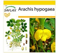 SAFLAX - Arachide - 8 semi - Arachis hypogaea
