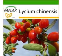 SAFLAX - Bacche di Goji - 200 semi - Con substrato - Lycium chinensis