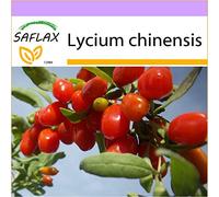 SAFLAX - Bacche di Goji - 200 semi - Lycium chinensis