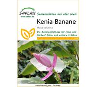 Saflax Banano Rosa - 1 conf.
