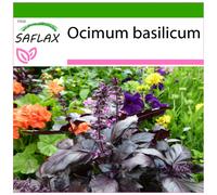 SAFLAX - Basilico rosso - 200 semi - Con substrato - Ocimum