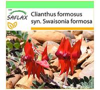 SAFLAX - Becco di pappagallo - 20 semi - Clianthus formosus syn. Swaisonia formosa