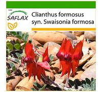 SAFLAX - Becco di pappagallo - 20 semi - Con substrato - Clianthus formosus syn. Swaisonia formosa