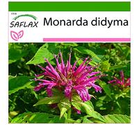 SAFLAX - Bergamotto - 20 semi - Con substrato - Monarda didyma