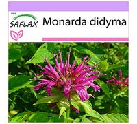 SAFLAX - Bergamotto - 20 semi - Monarda didyma