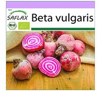 SAFLAX - BIO - Barbabietola - Chioggia - 70 semi - Beta vulgaris