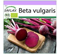 SAFLAX - BIO - Barbabietola - Detroit Globe - 100 semi - Beta vulgaris