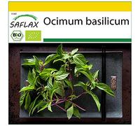 SAFLAX - BIO - Basilico tailandese - 250 semi - Ocimum basilicum
