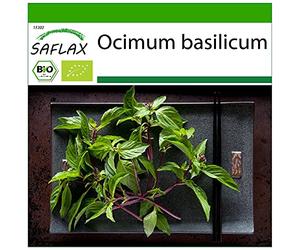 SAFLAX - BIO - Basilico tailandese - 250 semi - Ocimum basilicum