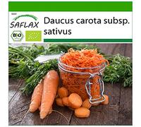 SAFLAX - BIO - Carota - Regina d'autunno - 1000 semi - Daucus carota subsp. sativus