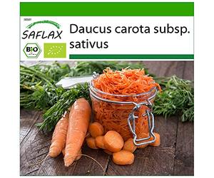 SAFLAX - BIO - Carota - Regina d'autunno - 1000 semi - Daucus carota subsp. sativus
