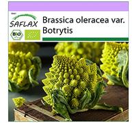 SAFLAX - BIO - Cavolfiore - Romanesco - 50 semi - Brassica oleracea var. botrytis