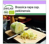 SAFLAX - BIO - Cavolo cinese - Granat - 40 semi - Brassica rapa ssp. pekinensis