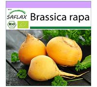 SAFLAX - BIO - Cavolo rapa - Goldana - 500 semi - Brassica rapa