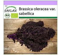 SAFLAX - BIO - Cavolo riccio - Krauser rosso - 50 semi - Brassica oleracea var. sabellica