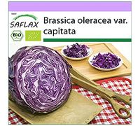 SAFLAX - BIO - Cavolo rosso - Red Drumhead - 250 semi - Brassica oleracea var. capitata
