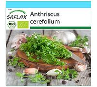 SAFLAX - BIO - Cerfoglio - 800 semi - Anthriscus cerefolium