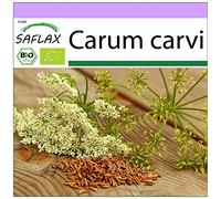 SAFLAX - BIO - Cumino - 800 semi - Carum carvi