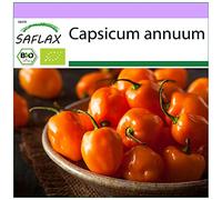 SAFLAX - BIO - Peperoncino - Habanero Orang - 20 semi - Capsicum annuum