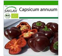SAFLAX - BIO - Peperone - Sweet Chocolate - 10 semi - Capsicum annuum