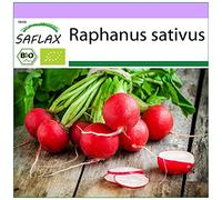 SAFLAX - BIO - Ravanello - Cherry Bell - 100 semi - Raphanus sativus