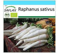 SAFLAX - - BIO - Ravanello - Daikon giapponese - 100 semi - Raphanus sativus