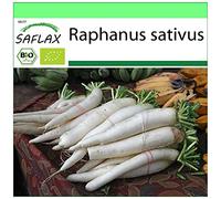 SAFLAX - BIO - Ravanello - Daikon giapponese - 100 semi - Raphanus sativus