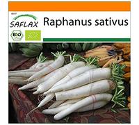 SAFLAX - - BIO - Ravanello - Daikon giapponese - 100 semi - Raphanus sativus