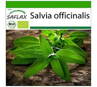 SAFLAX - BIO - Salvia - 60 semi - Salvia officinalis