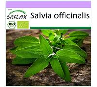 SAFLAX - BIO - Salvia - 60 semi - Salvia officinalis