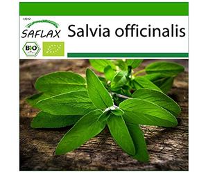 SAFLAX - BIO - Salvia - 60 semi - Salvia officinalis