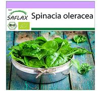 SAFLAX - BIO - Spinaci - Gigante d'inverno - 250 semi - Spinacia oleracea