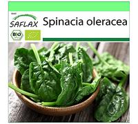 SAFLAX - BIO - Spinaci - Matador - 300 semi - Spinacia oleracea