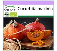 SAFLAX - BIO - Zucca - Hokkaido - 5 semi - Cucurbita maxima
