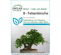 Saflax Bonsai - Ciliegio Canino - 1 conf.