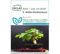 Saflax Bonsai - Gelso Bianco - 1 conf.