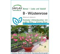 Saflax Bonsai - Rosa del Deserto - 1 conf.