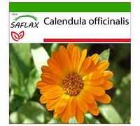 SAFLAX - Calendula - 50 semi - Con substrato - Calendula officinalis