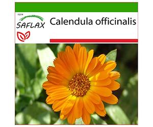 SAFLAX - Calendula - 50 semi - Con substrato - Calendula officinalis