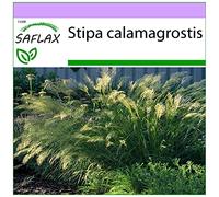 SAFLAX - Cannella argentea - 50 semi - Stipa calamagrostis