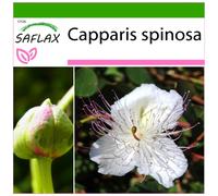 SAFLAX - Cappero - 25 semi - Con substrato - Capparis