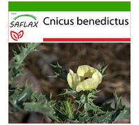 SAFLAX - Cardo santo - 50 semi - Con substrato - Cnicus
