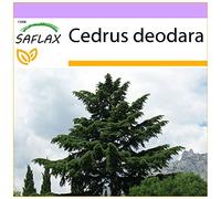 SAFLAX - Cedro dell Himalaya - 35 semi - Cedrus deodara