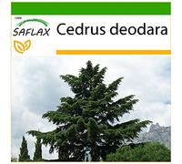 SAFLAX - Cedro dell Himalaya - 35 semi - Con substrato - Cedrus deodara