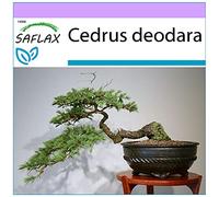 SAFLAX - Cedro dell'Himalaya - 35 semi - Cedrus deodara